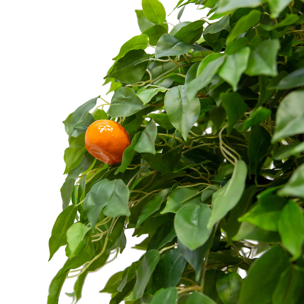 160/ОС/24М(з.) Мандарин h160см(латекс)_2