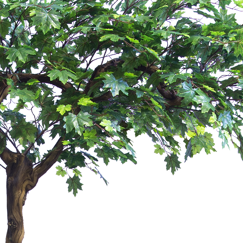 270/3Я/ОС/29(з.) Клен h270 на основании 20*50см_2