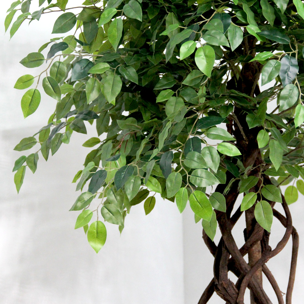 200/ССТ/ПЛ/34 Фикус зеленый h200см(латекс)_4