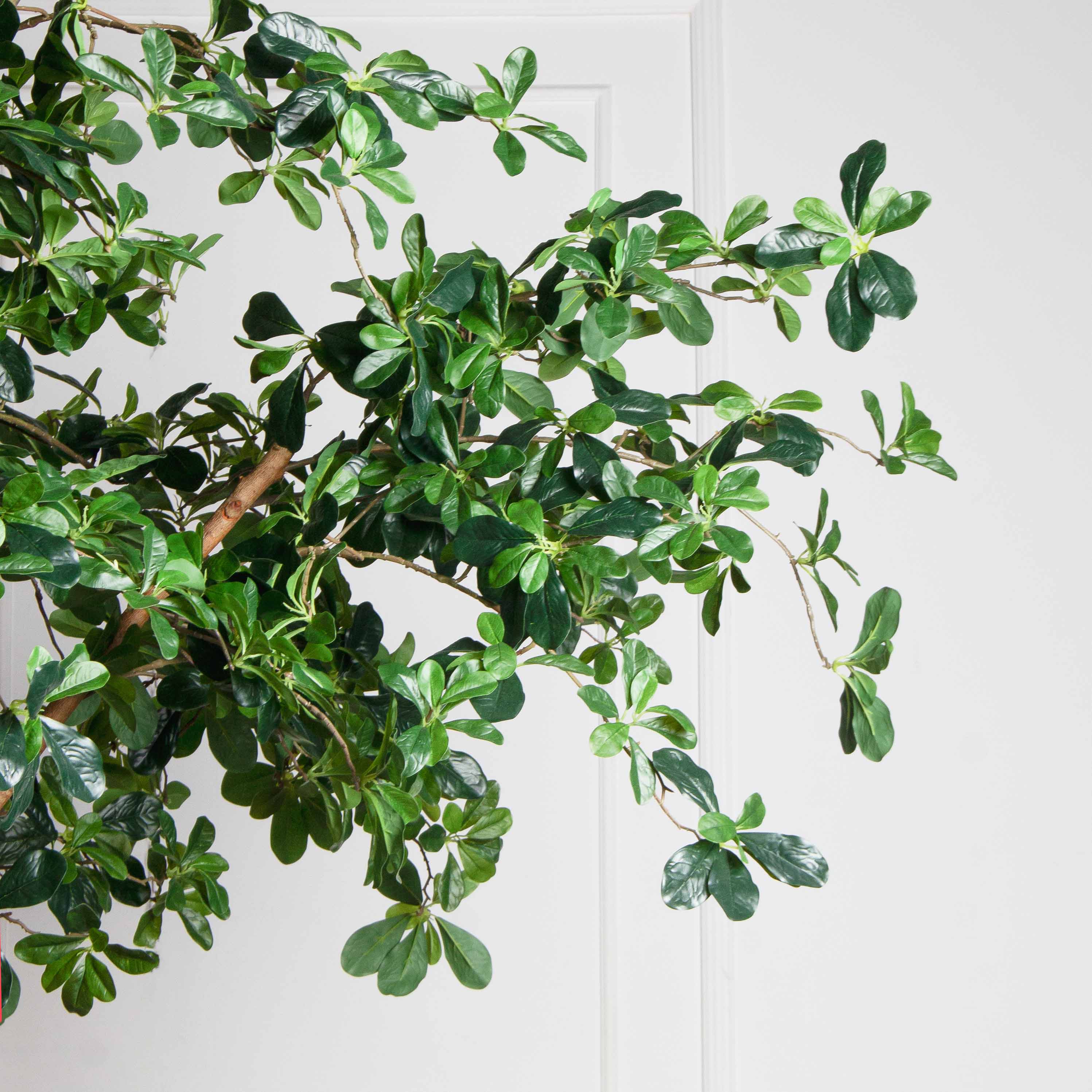 340/РН/84-1(з/УУ)(Пр)(F) Шеффлера искусственная h340см_8