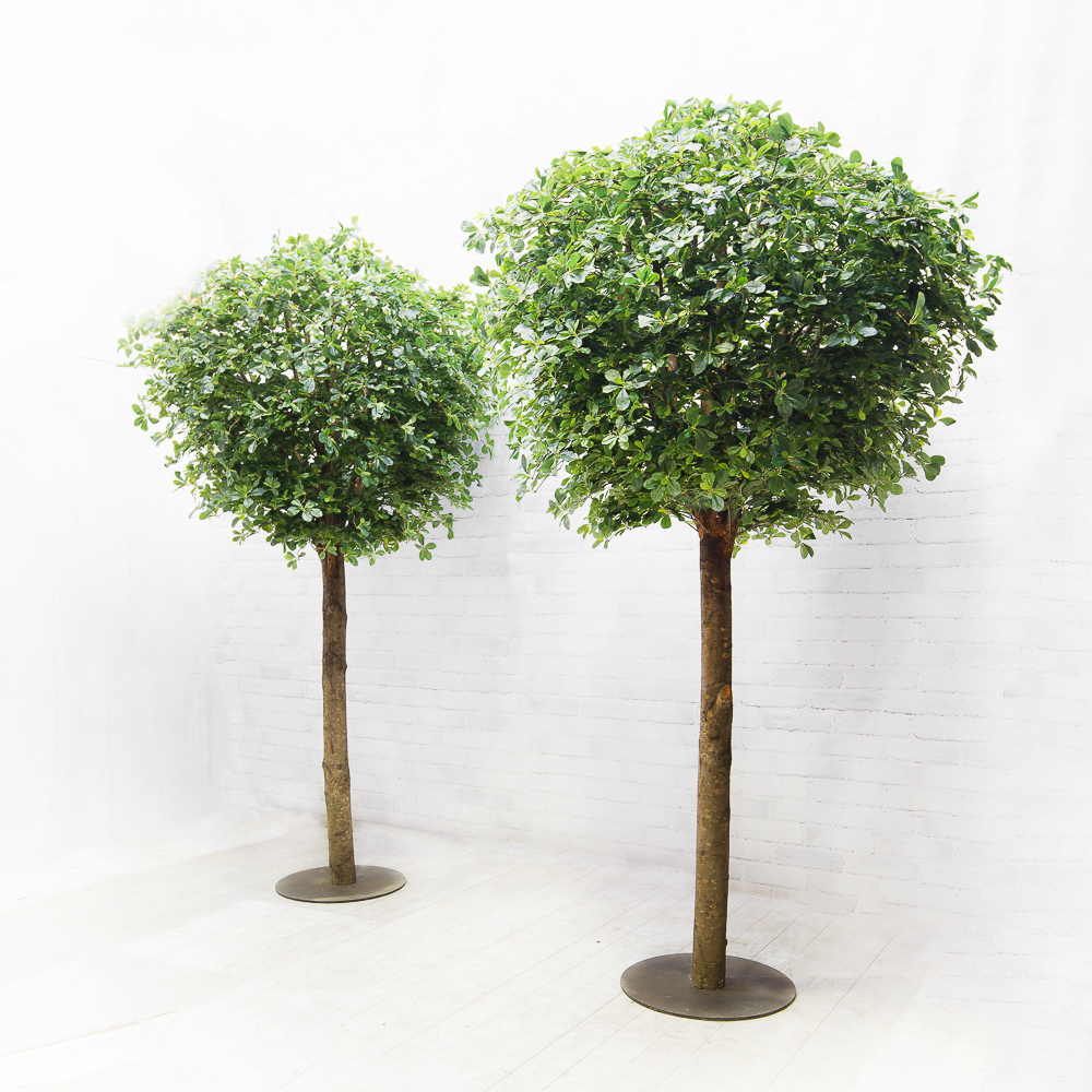 300/ШК-84/1(з.) Шеффлера h-300см на основании_2