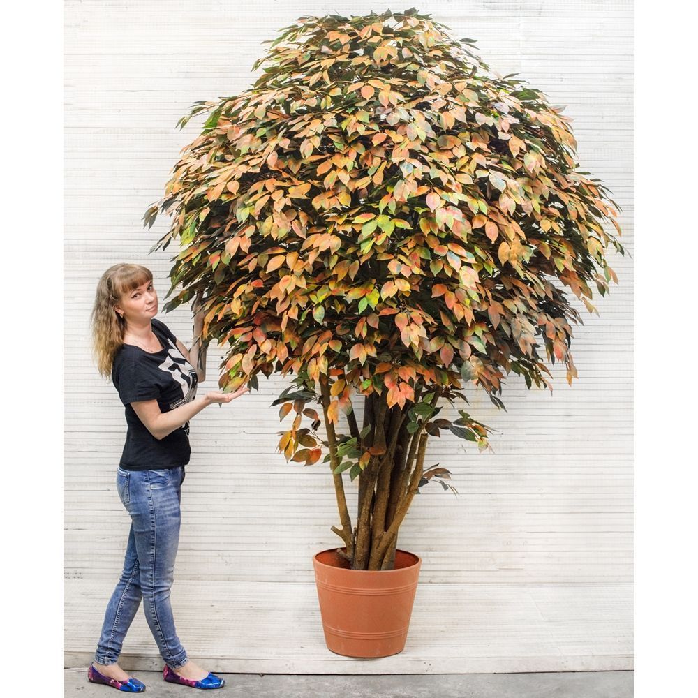 250/РН/34(з.) Фикус осенний шир.250см_2