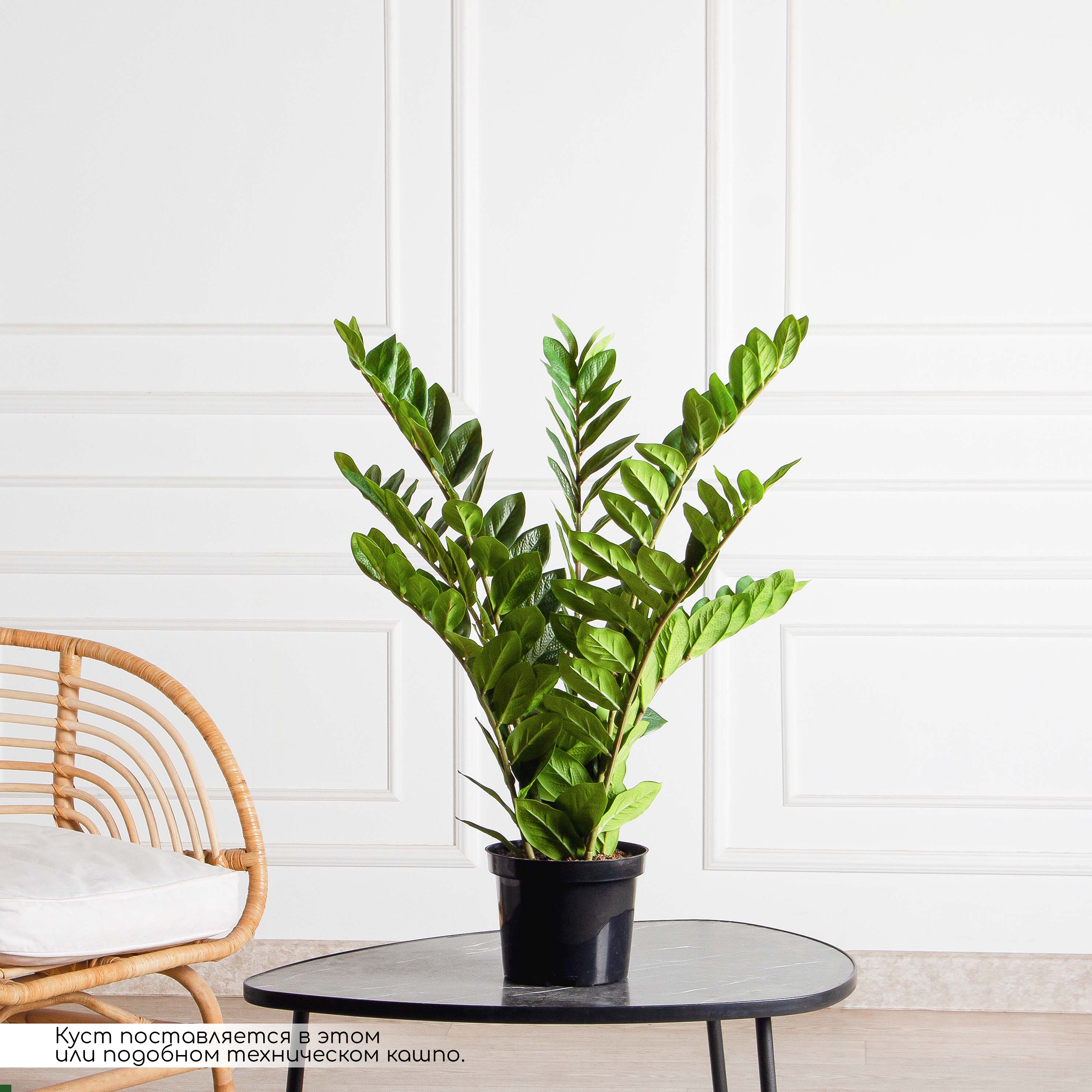 070/К/495(Х)(Fix)(F) Замиокулькас искусственный куст h70см_2