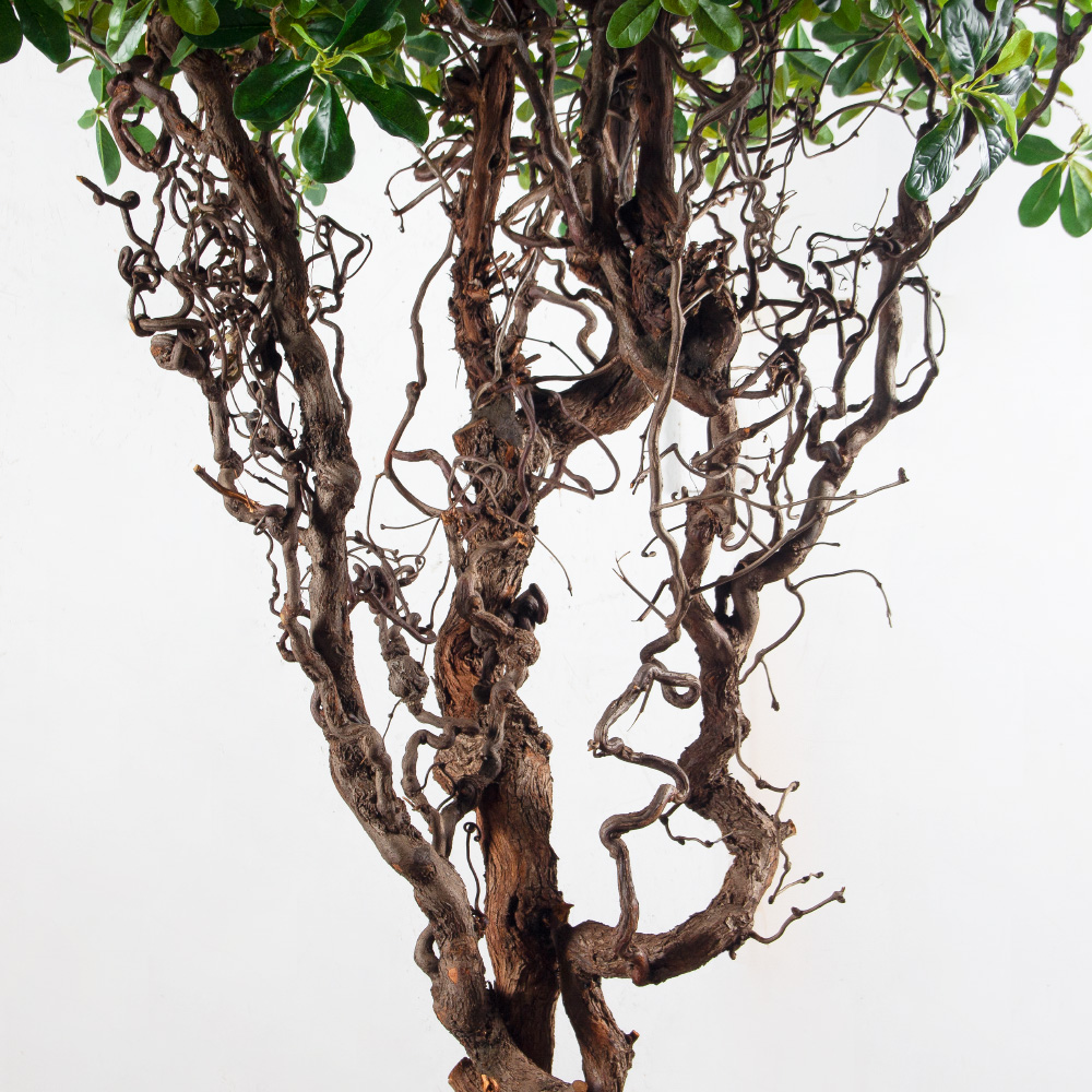 240/ДД/5344(з)(F) Шеффлера искусственная  h240см d180(латекс)_5