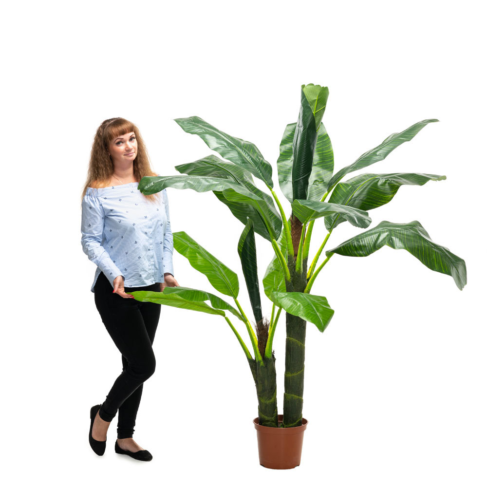 П170/2С/43 Банановая пальма (латекс) 170см_2