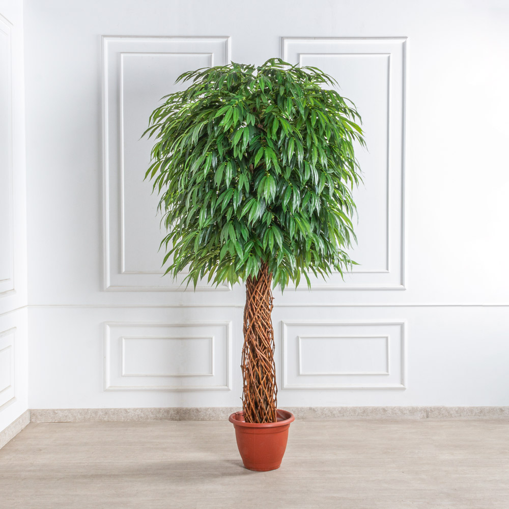 260/ССТК/ВП/2199(з)(F) Лонгифолия искусственная h260см d130см, латекс_2