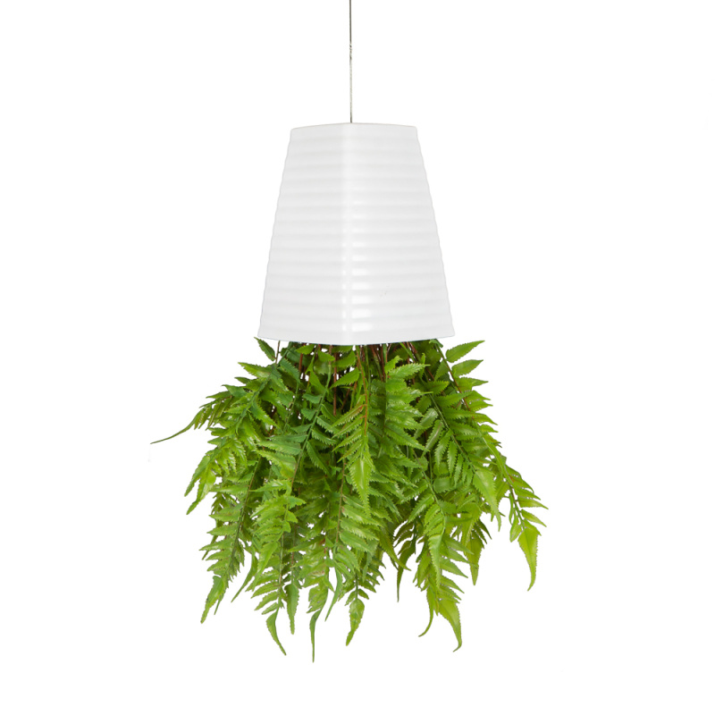 СП05 Sky Planter Циртониум (папоротник) h-20 в кашпо (17х17х21см)