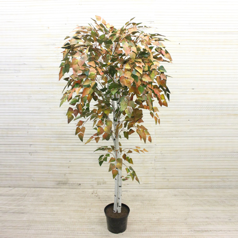 170/Р/12М-1 Береза 170см