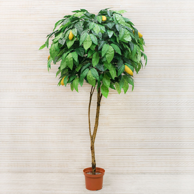 200/РН/301 Манго с плодами h-200см