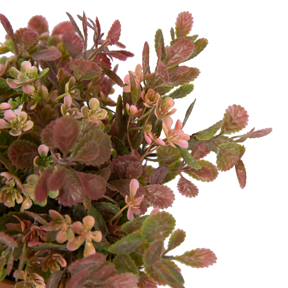 ЦС25/201 Зелень цветущ. h25(розов.) в горшке d-11_2