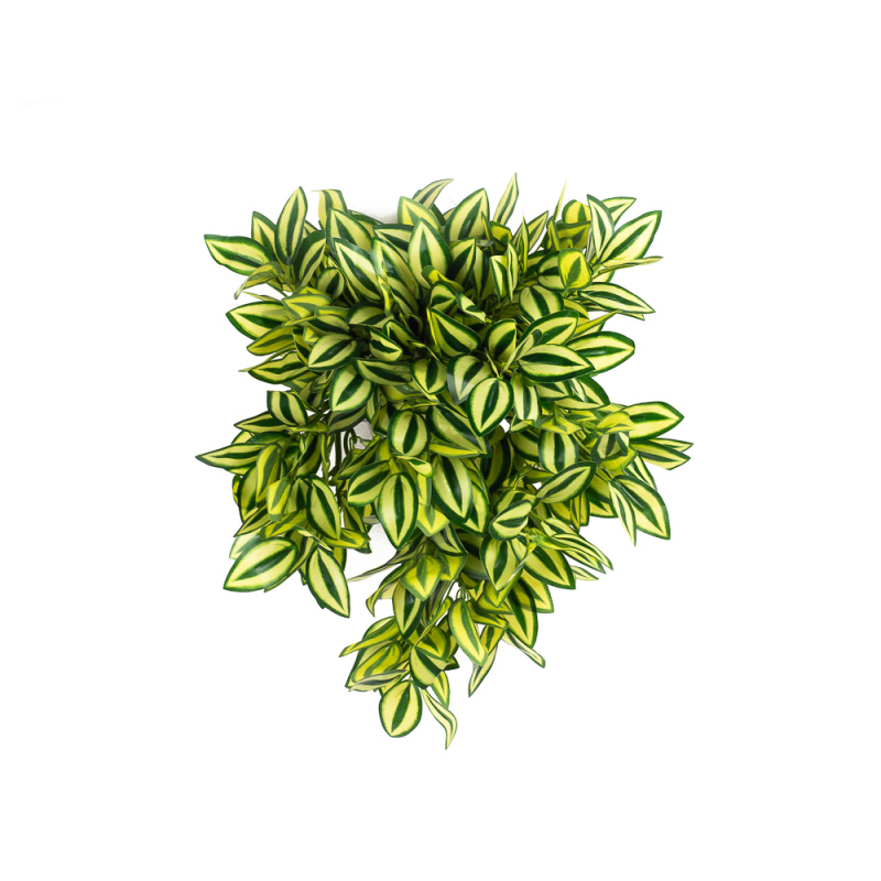 КС75-1 Традесканция ампельная (желто-зеленая) в кашпо