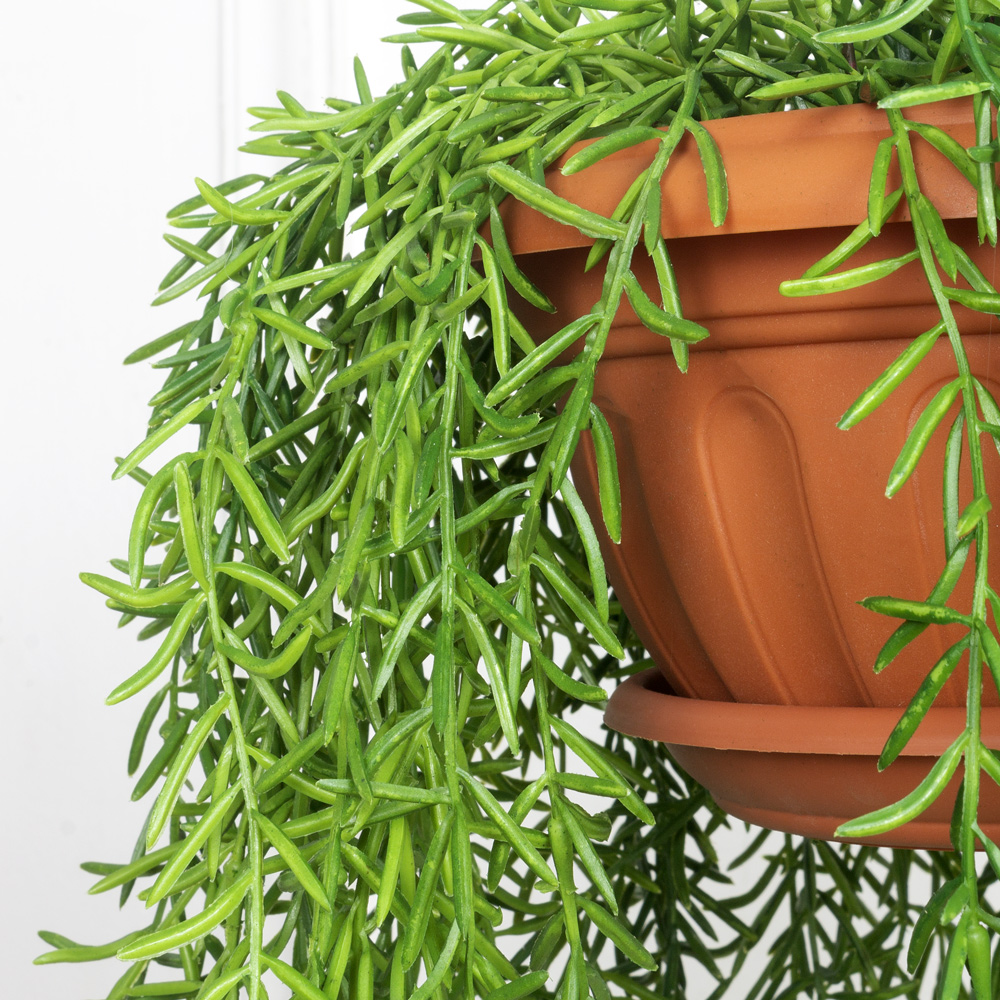 КЗ/20 Палочник ампельный в подвесном кашпо d26см_5