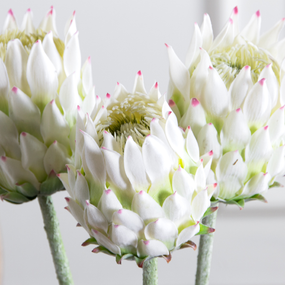 7141А/0287-0341/23(F) Протея искусственная h70см(голова 10см d7см) белая_2