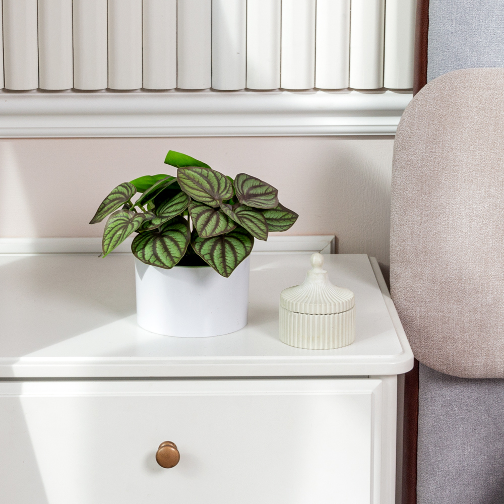 ЦС210(F) Пеперомия искусственная полосатая,зелен-бордовая_2