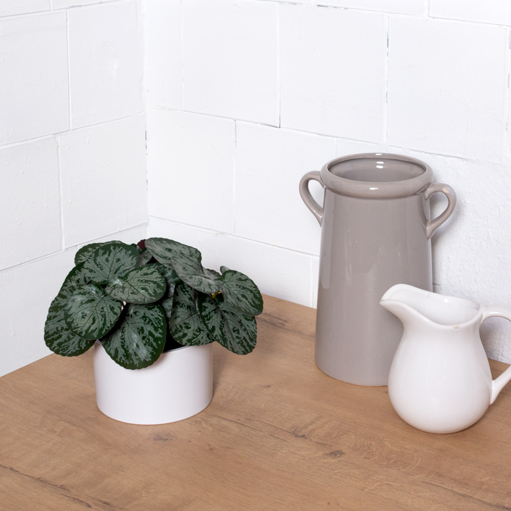 ЦС208-1(F) Пеперомия искусственная полосатая, зелено-бордовая_2