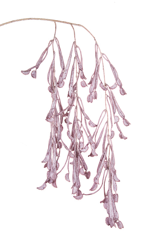 7143/0047-4/25(Акция) Куст Дионея (венерина мухоловка) h106см, пепельно-пурпурный