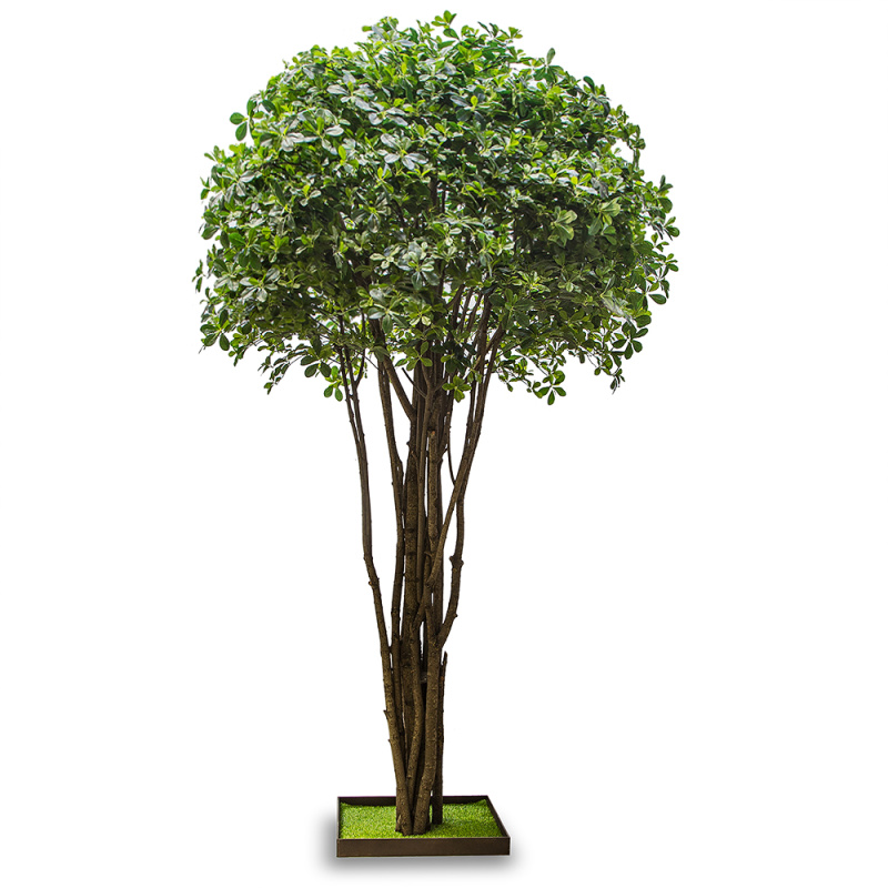 320/РН/84-2(з.)Шефлера h=320см на газон.основании 65*65