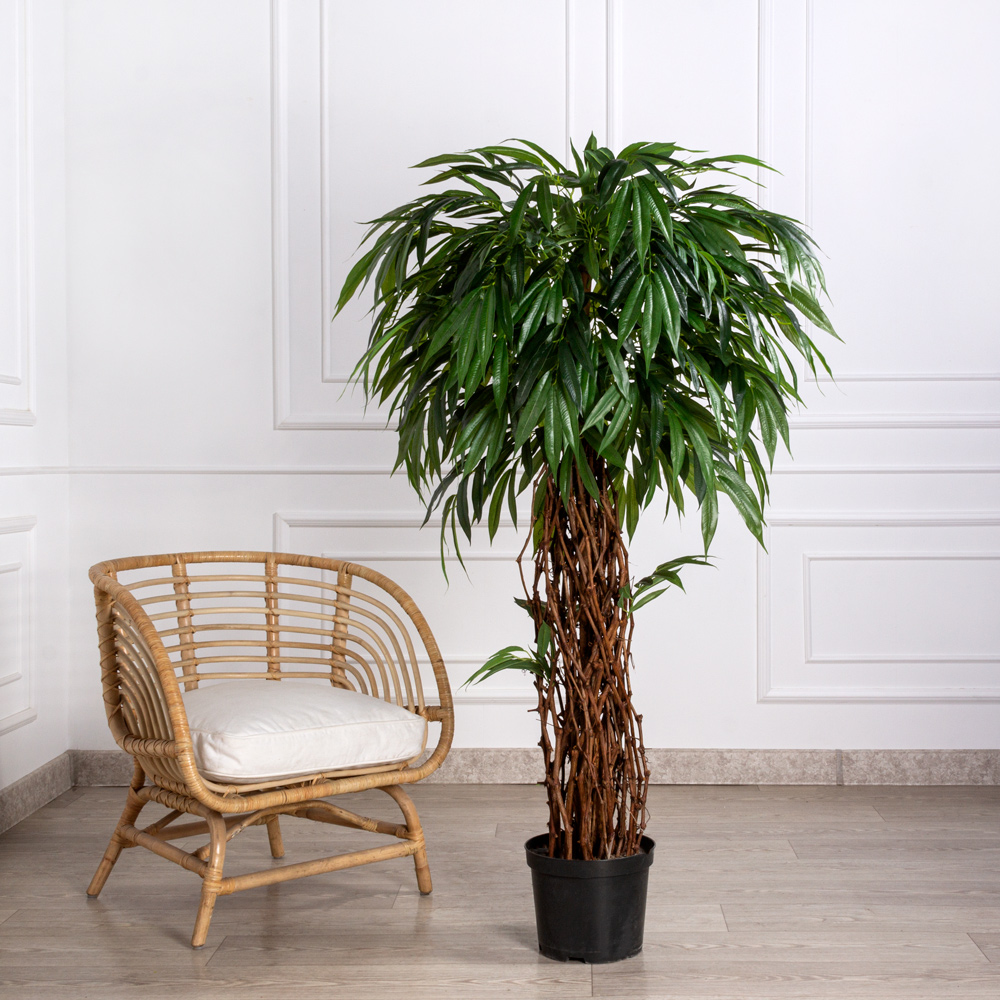 Лонгифолия