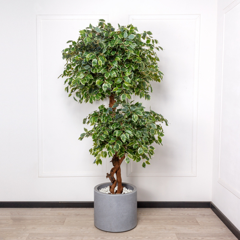 200/2К/ОС/23М(з) Фикус Бенджамина искусственный h200см(латекс)