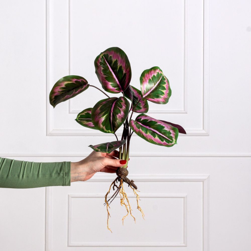7143/0471-3 Калатея искусственная куст с корнями 9 листов h47см, зелено-фиолетовая_3