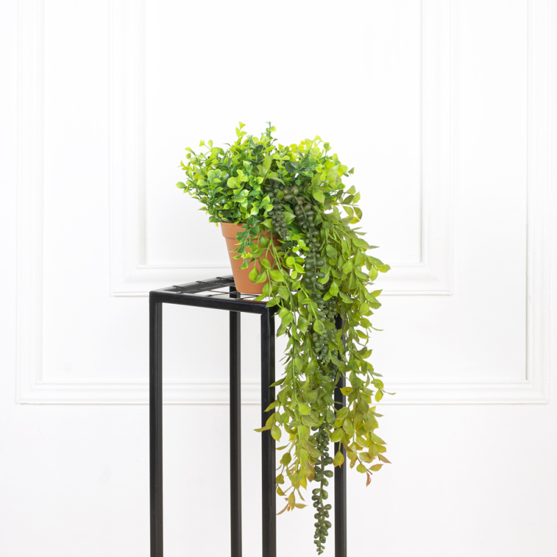 КЗ/03-5(з.) Самшит с ампельными суккулентами h15см в горшке d11см_6