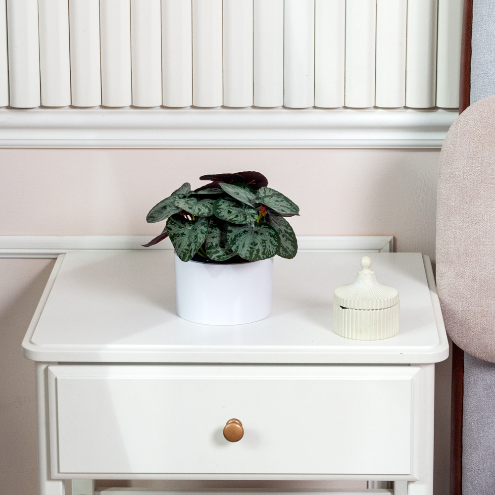 ЦС208-1(F) Пеперомия искусственная полосатая, зелено-бордовая_4