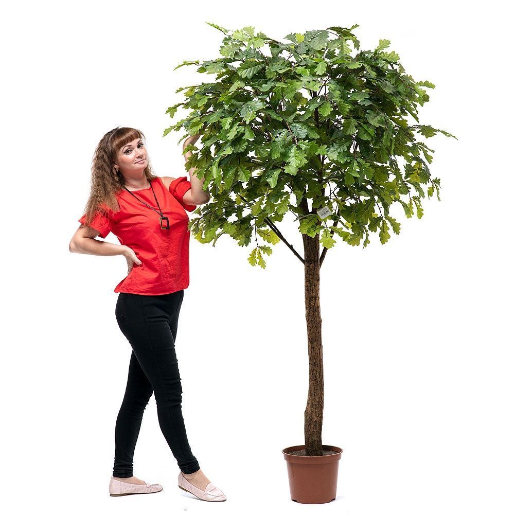 210/Р/222 Дуб h210см(латекс) _2