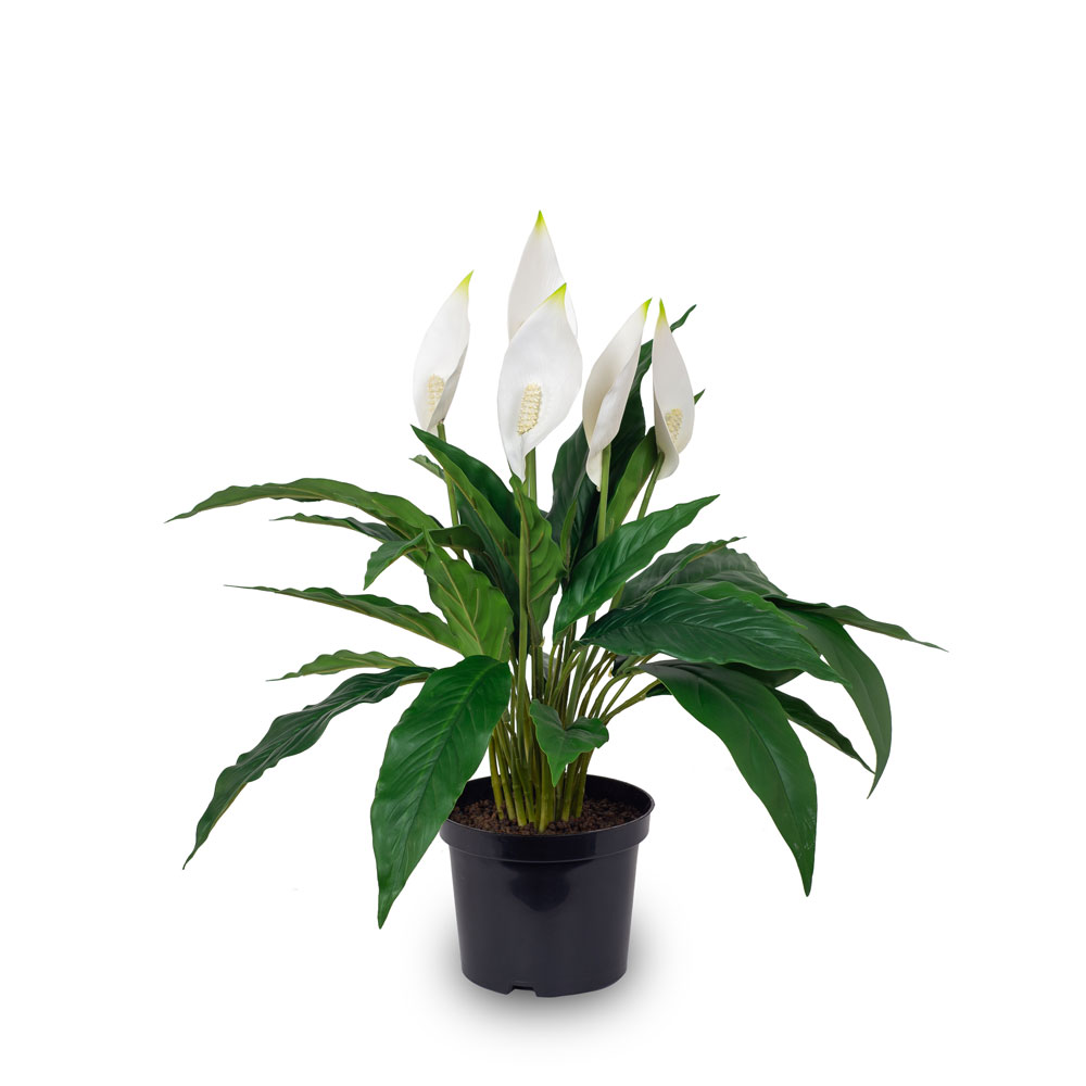 К50/217 Куст Спатифиллума с цветами h50см(латекс)  в кашпо d15см