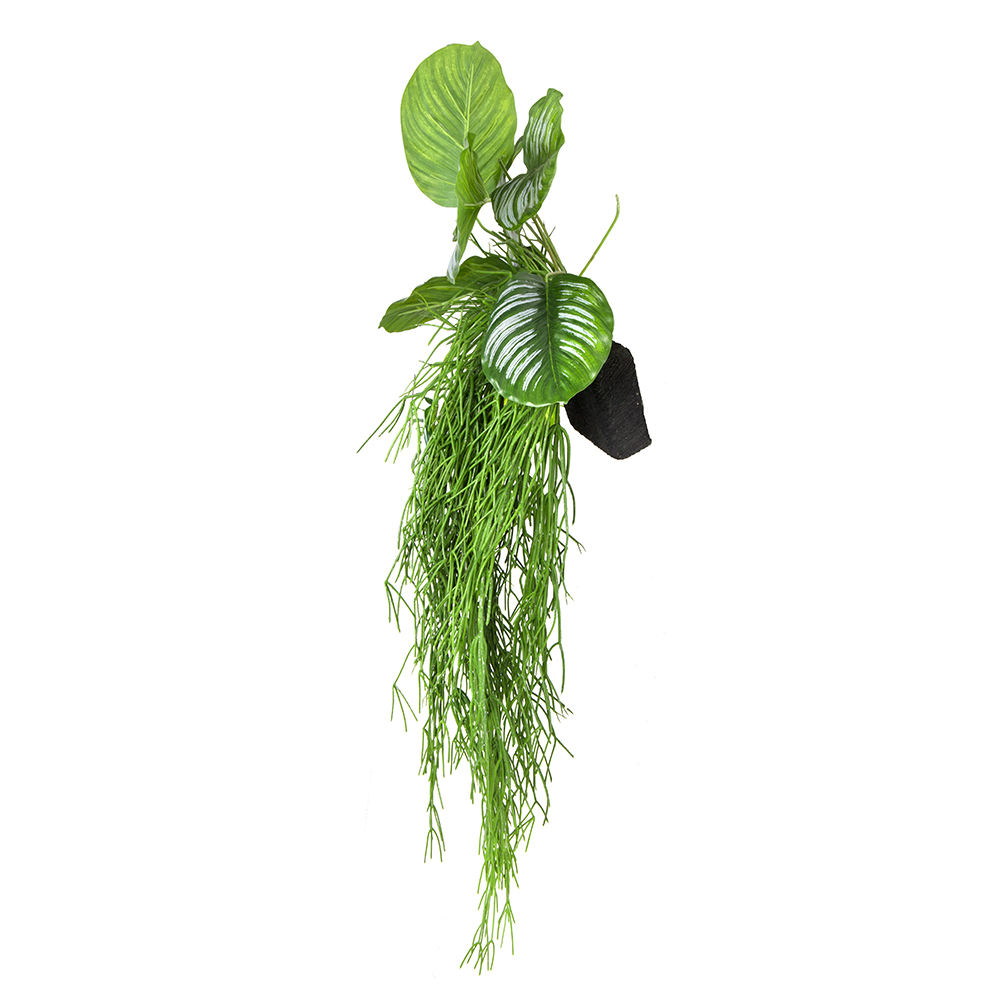 БК 01 Композиция с рипсалисом и филодендроном на блоке 15*h10_2