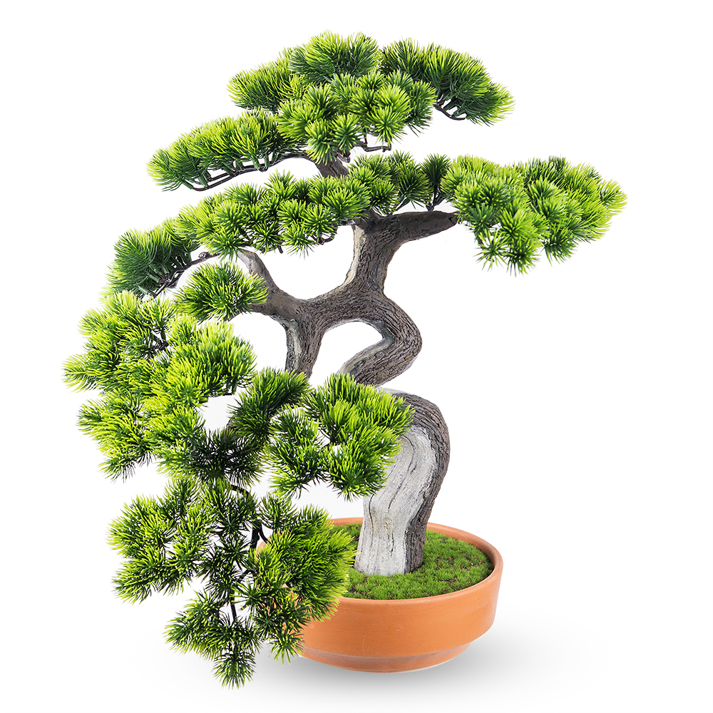 БС50/429(Promo) Бонсай Сосна h50см_1