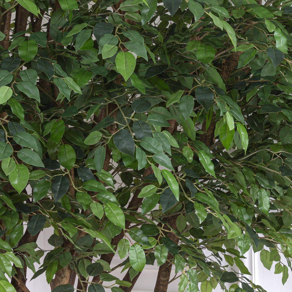 250/РН/34-4(з.) Фикус искусственный h250см(латекс), d240x140см на основании d55см_2