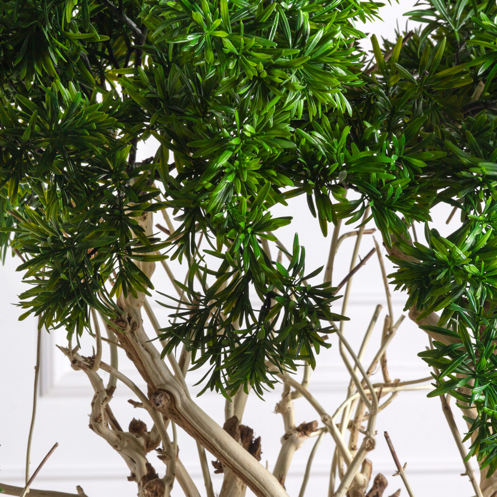 БЛ170/Д3/241 Бонсай искусственный Подокарпус h170см_4