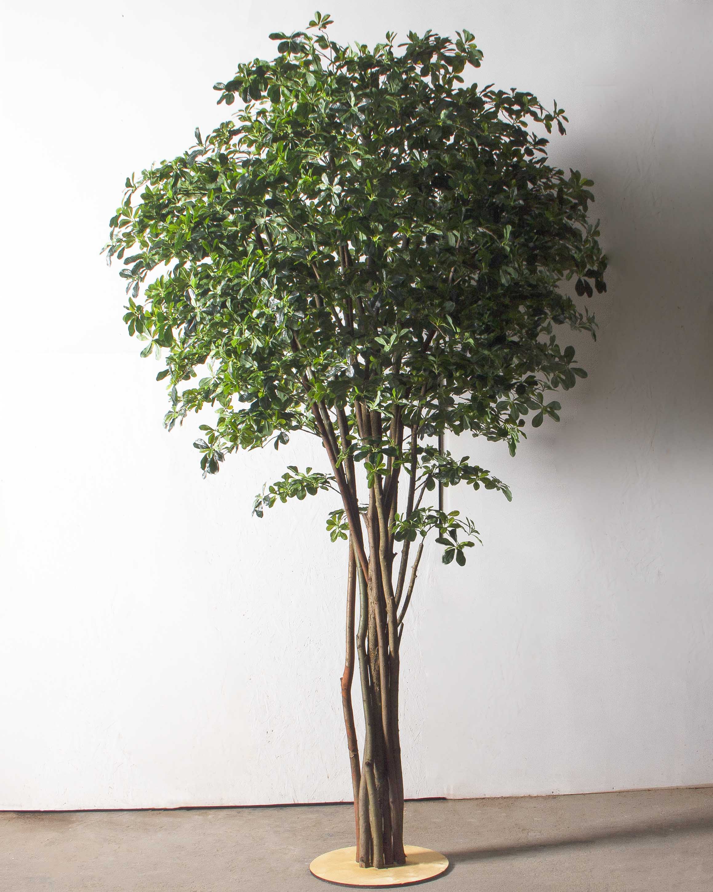 320/РН/84(з)(F) Шеффлера искусственная h320см (латекс)_2