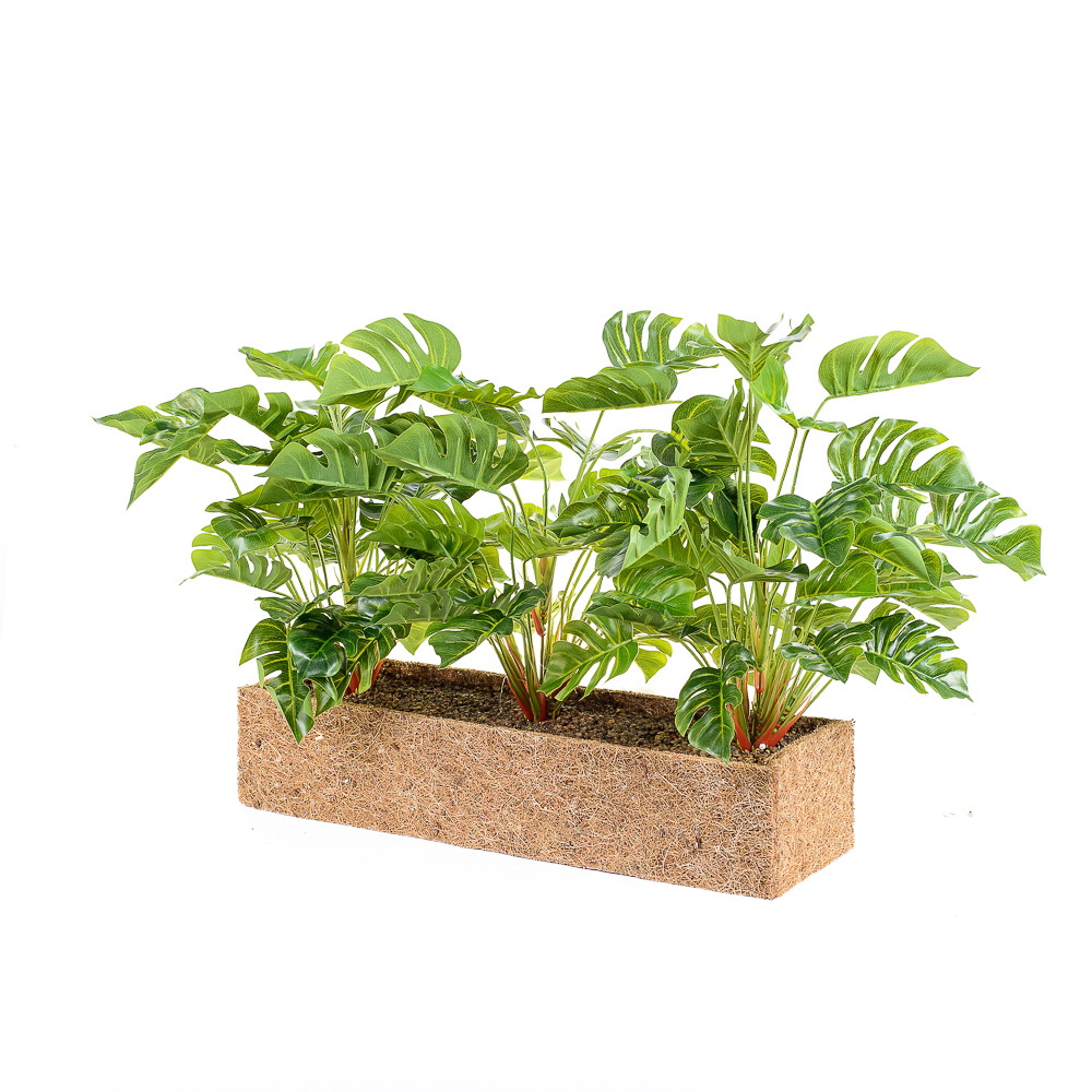 ТД083 Куст Монстеры h 35см в кокосовом боксе (латекс) (50*10*10)