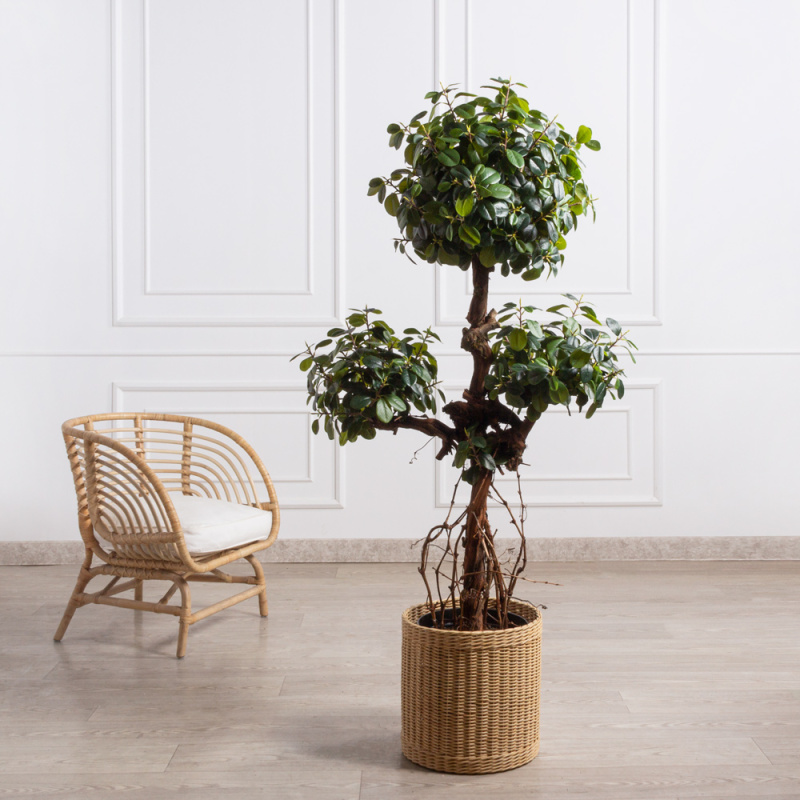 160/3К/ОС/Кор/527(Пр)(F) Фикус искусственный Грин Исланд, h160см_4