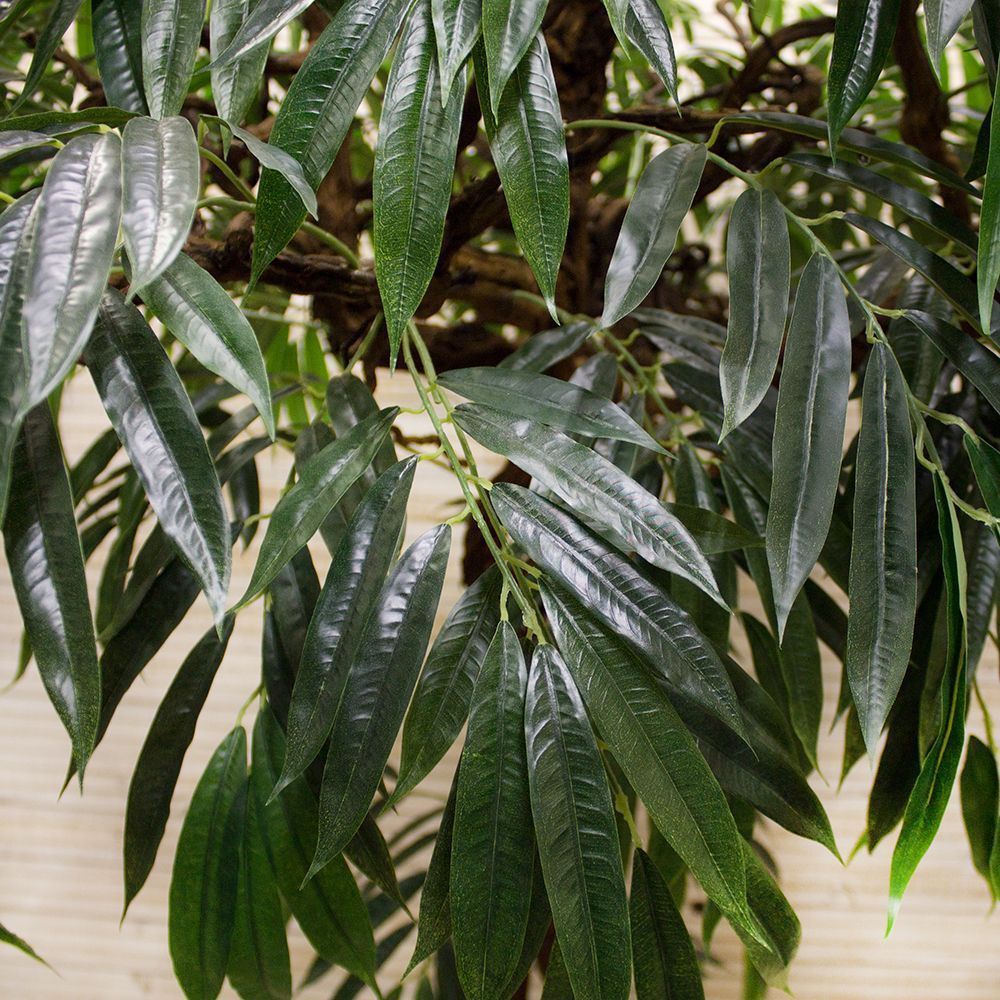 210/ОС/219 Лонгифолия h-210см (латекс)_3