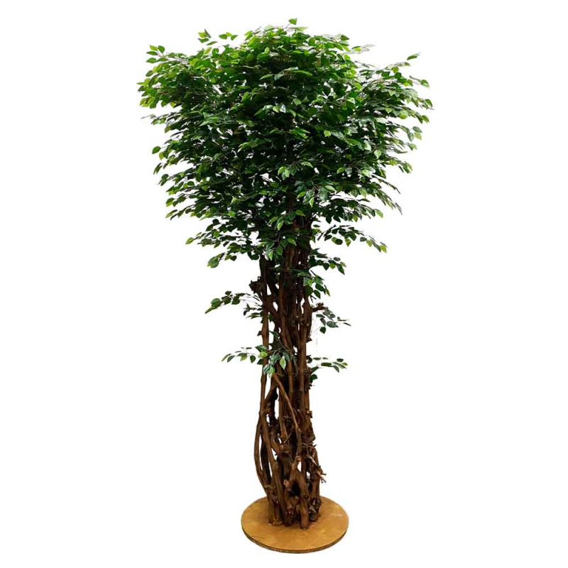 290/ОС/34(з.) Фикус (латекс)_2