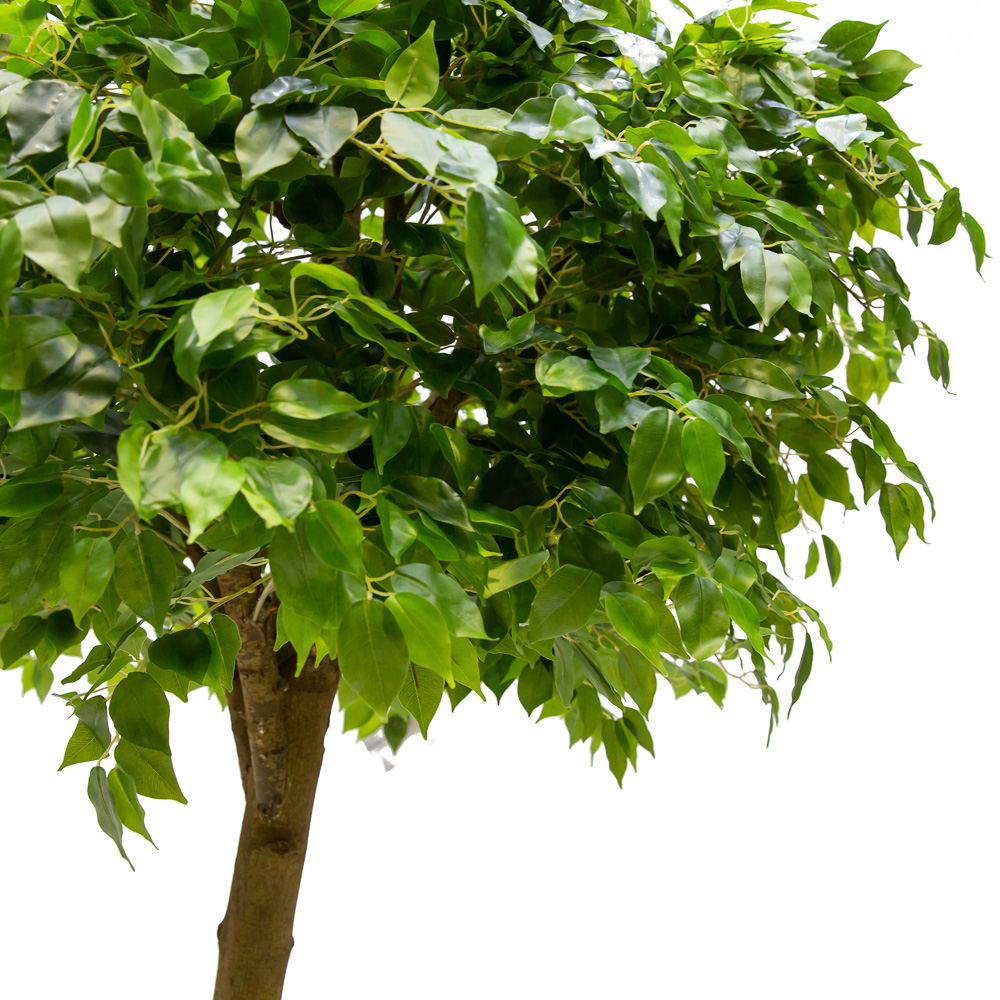 250/ШК/34(з.) Фикус h250см(латекс)_2