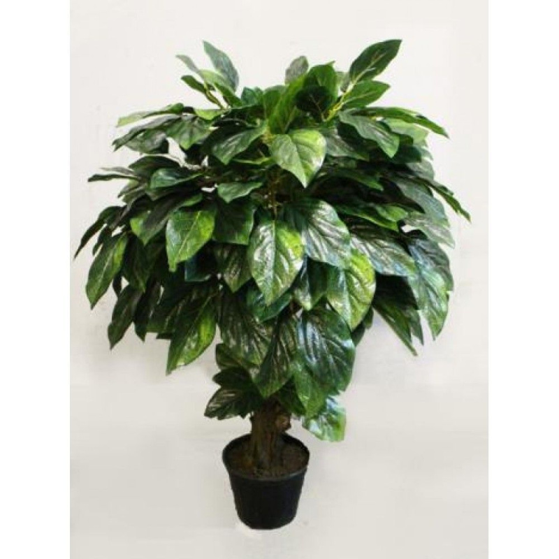 70/ОС/89(З) Магнолия 70см