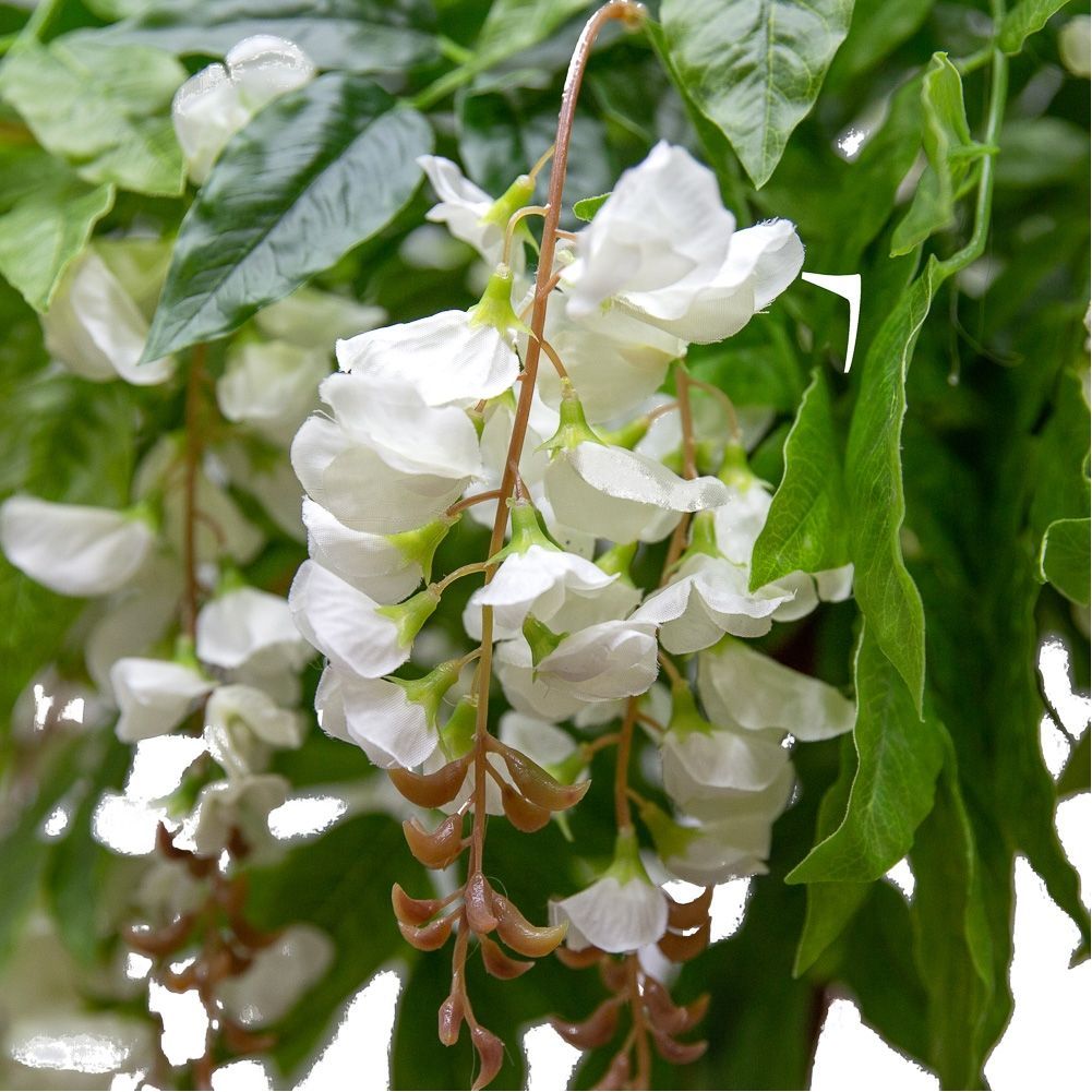 120/Я2/ОС/424-1 Глициния(вистерия) белая h120см (латекс)_2