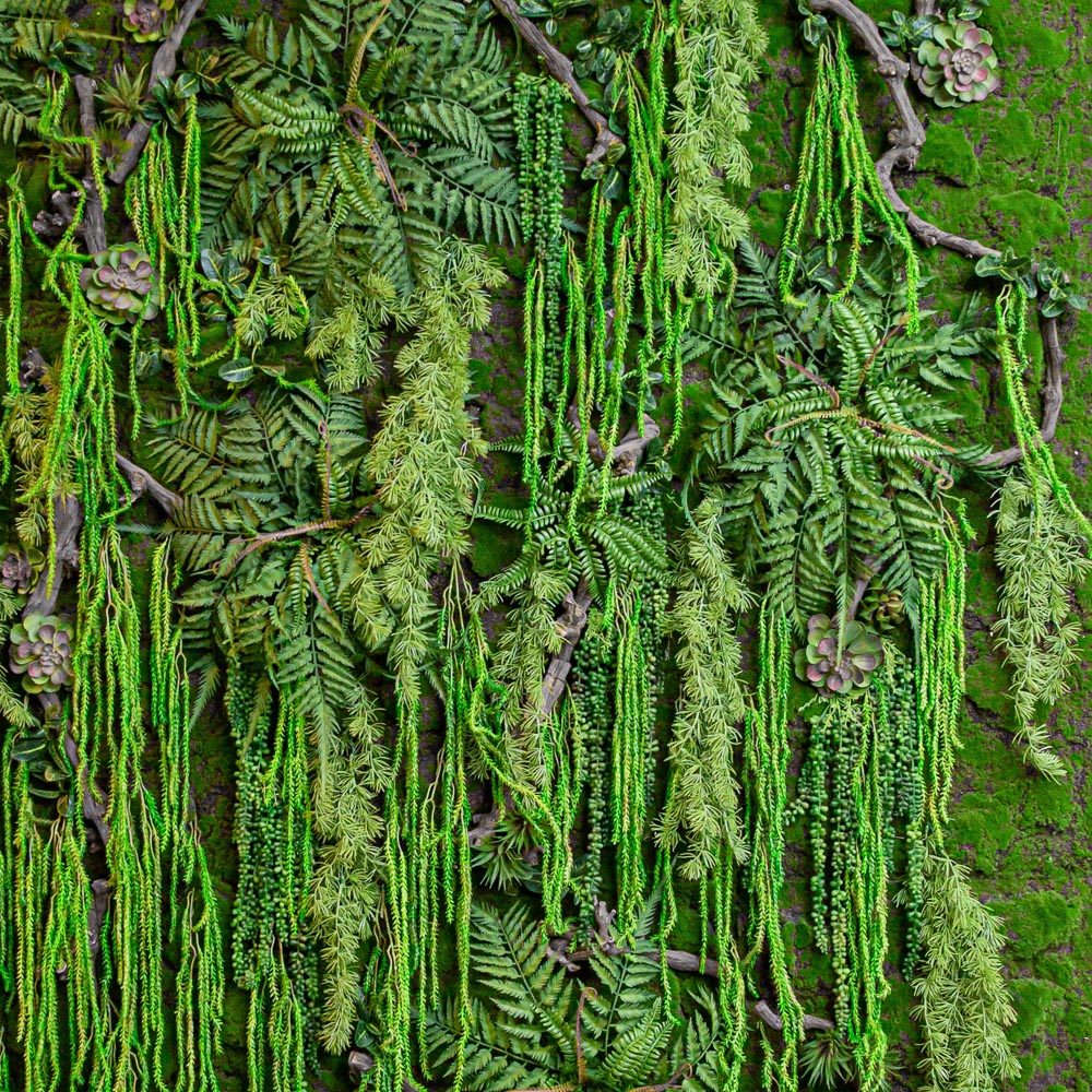 Фитостена 52(з.) с суккулентами_2