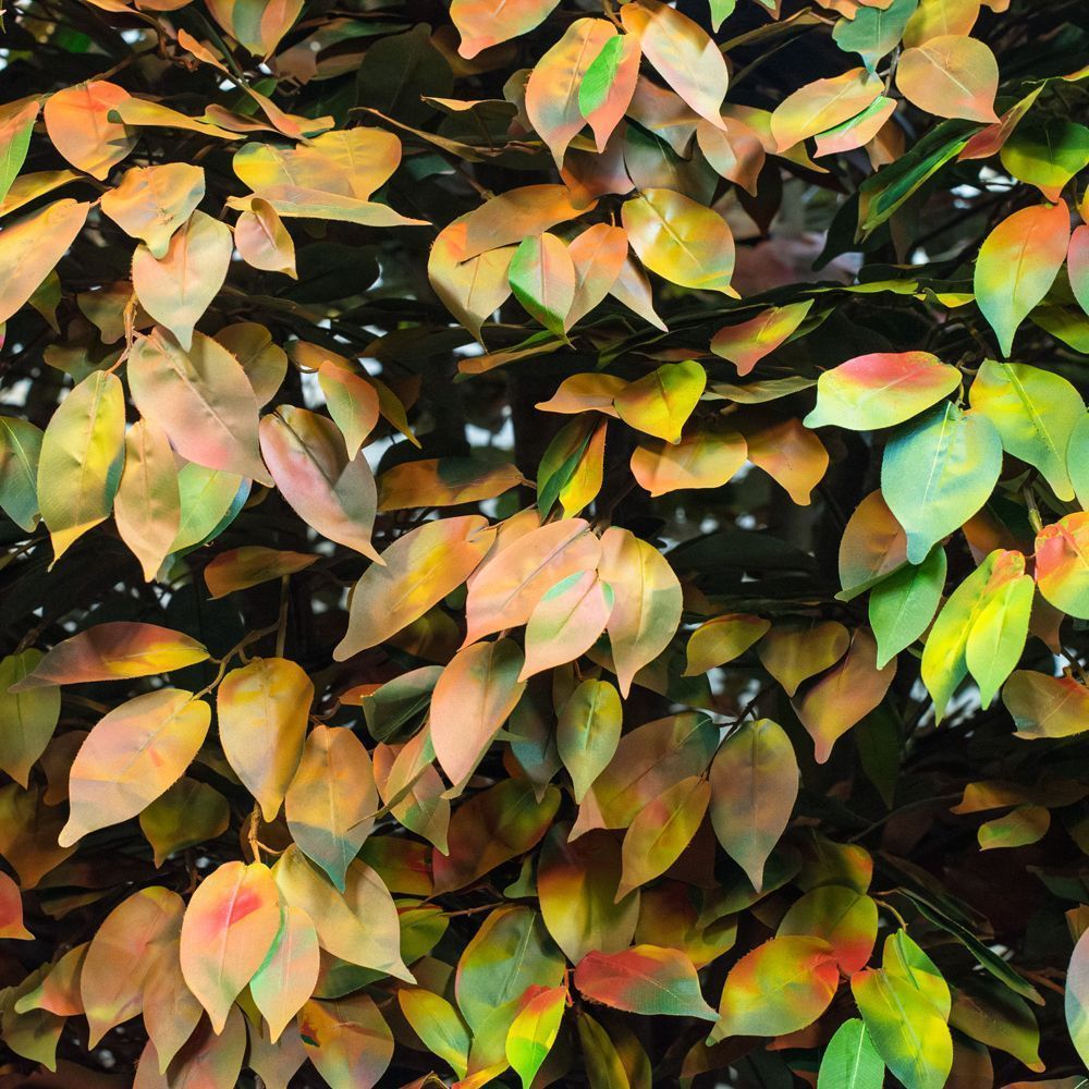 250/РН/34(з.) Фикус осенний шир.250см_3