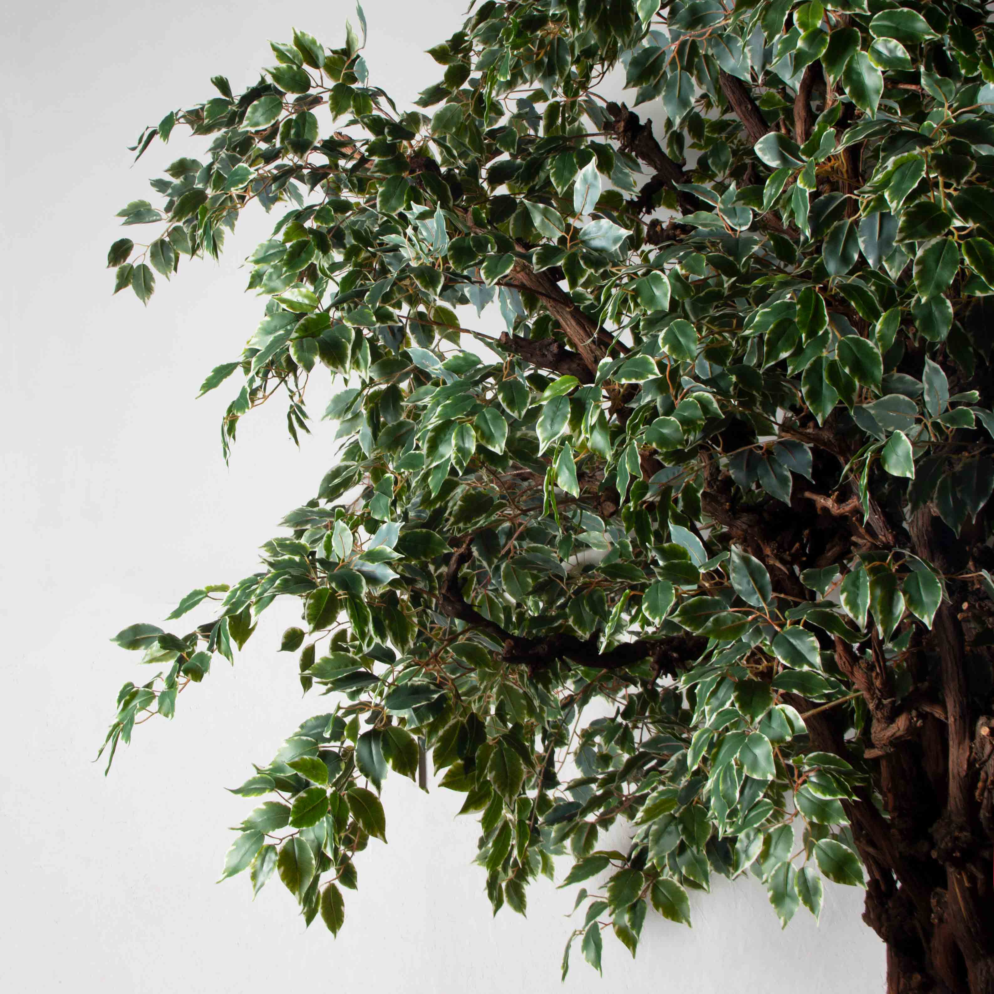 320/ОС/АСС/17(Пр)(F)Фикус Бенджамина искусственный h320см_5