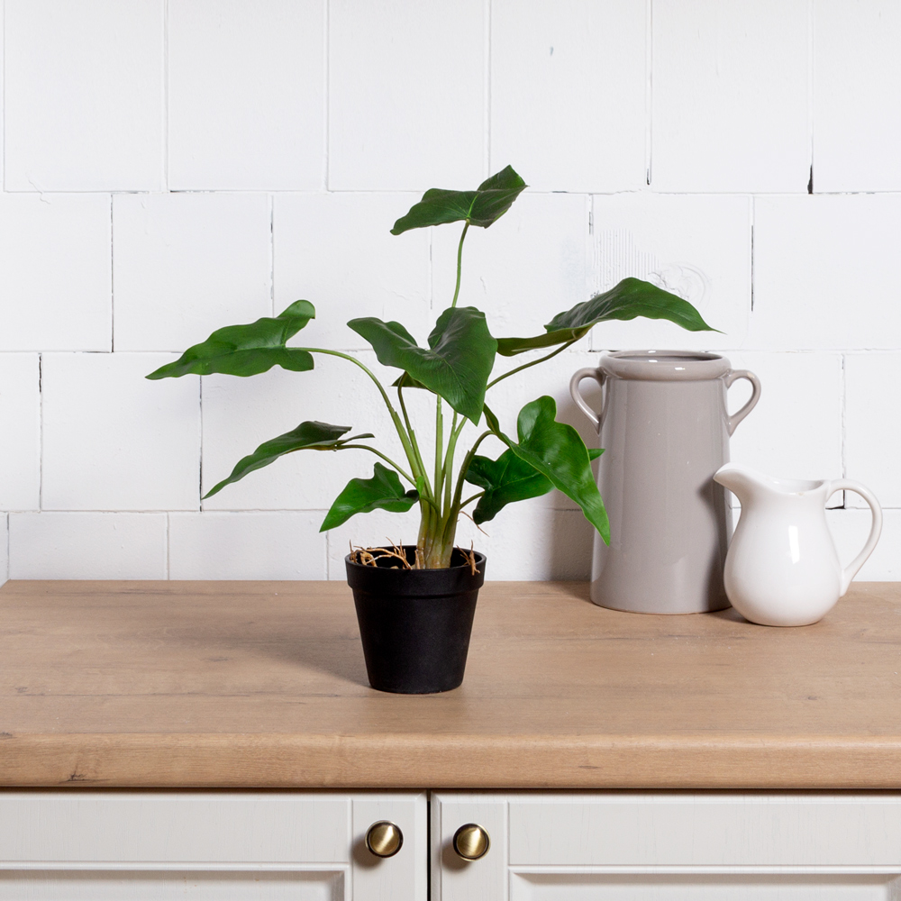 ЦС213(F) Алоказия искусственная,  зеленая_2