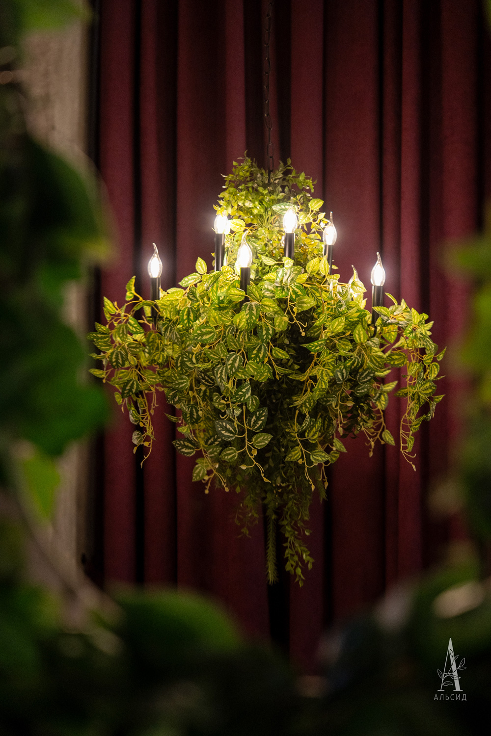 7144/0270-14 Плющ пилея кадье искусственный h70см_5