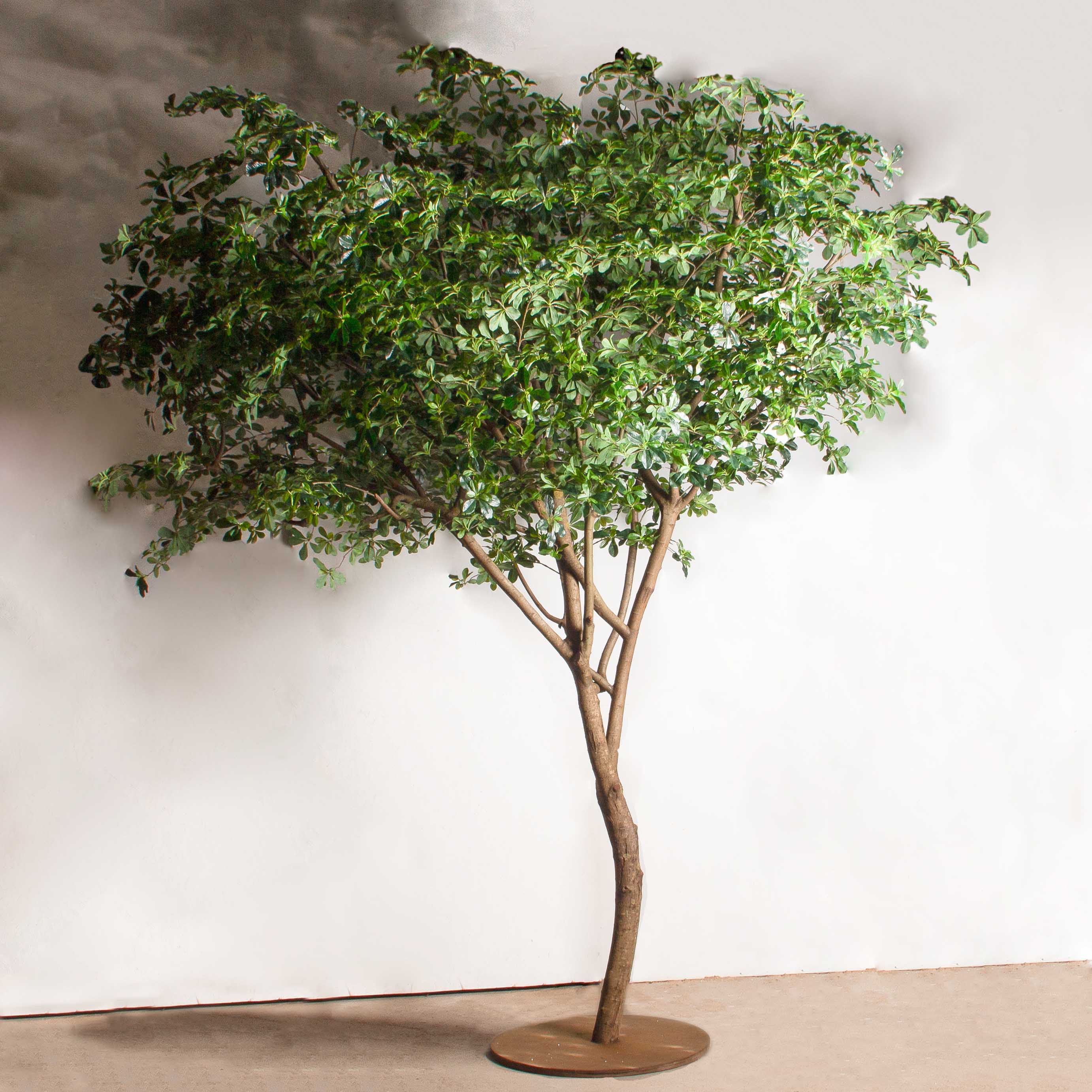 350/РН/84-2(з)(УУ)(Пр)(F) Шеффлера искусственная h350см_3