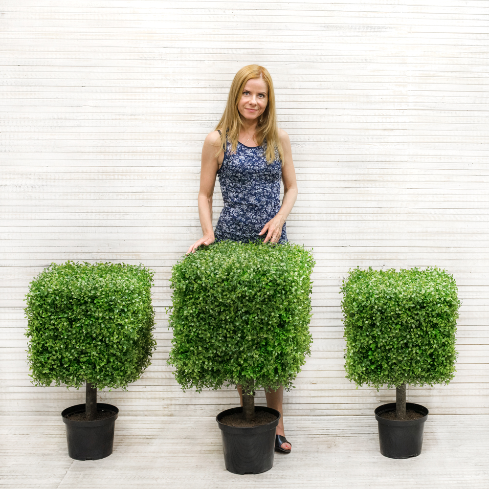 СКТ40/229(з.) Самшит-квадрат Премиум на стволе(40х40х40)_2