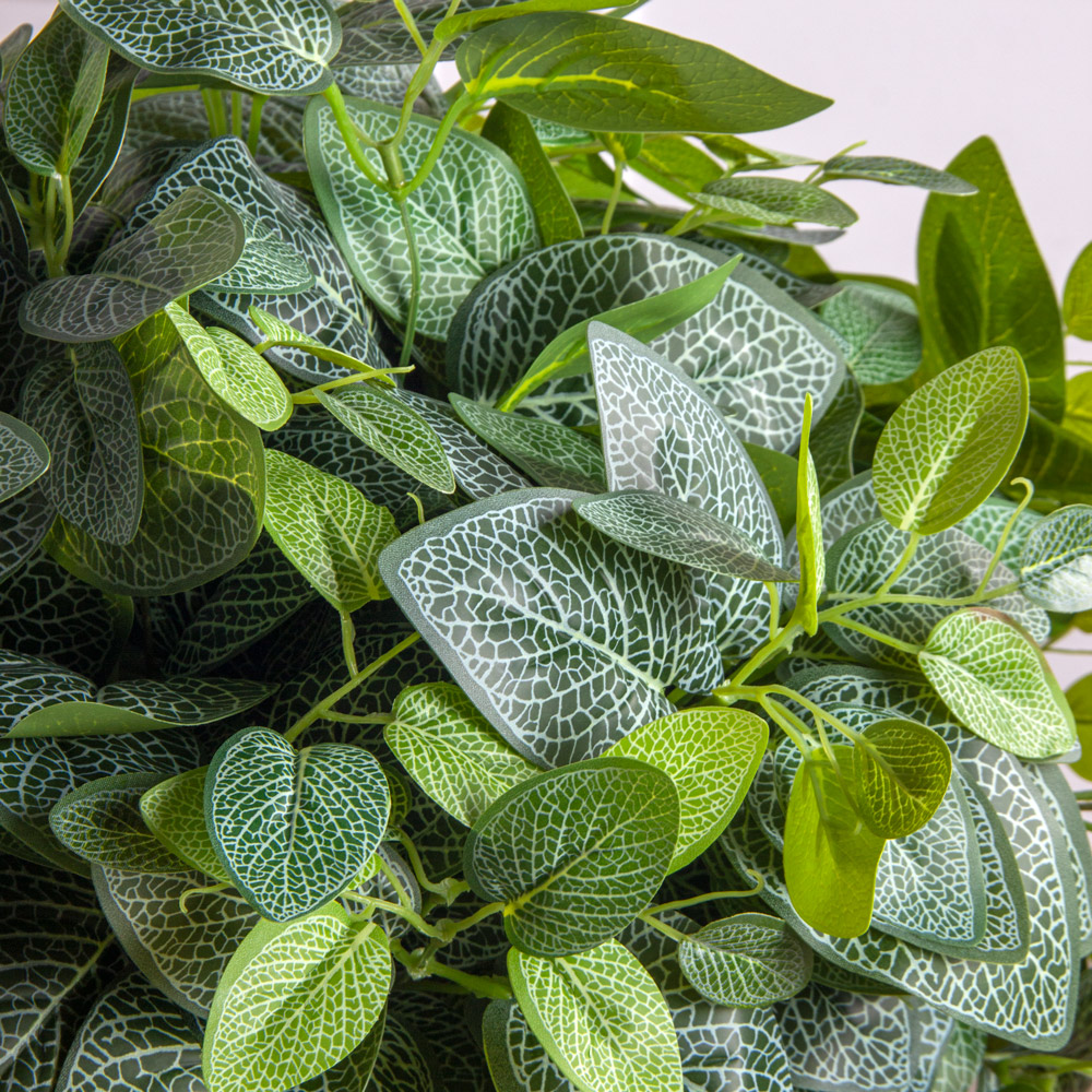 КС130(з)(F) Фиттония в кашпо d23см_1