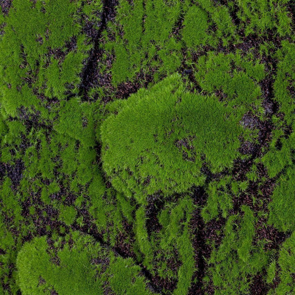 Фитостена 92 