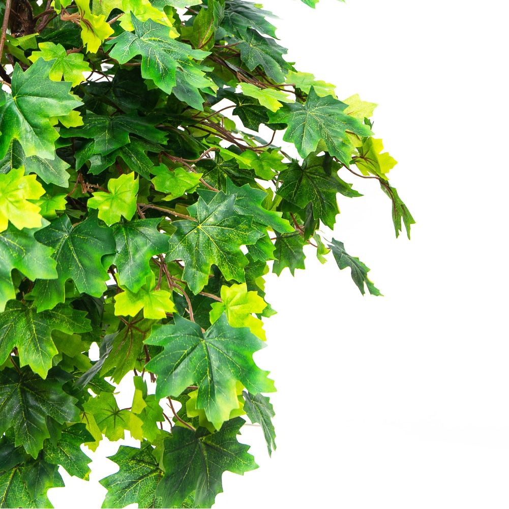 160/ОС/77 Итальянский клён 160см_2